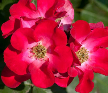 Роза Easy Elegance Sceaming Neon Red 