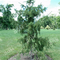 Ель обыкновенная Virgata Glauca