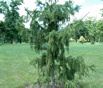 Ель обыкновенная Virgata Glauca