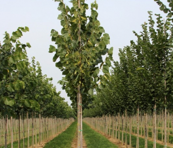 Липа американская Nova