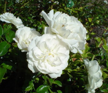 Роза почвопокровная Swany (Meilland)