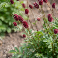 Кровохлебка тонколистная Purpurea