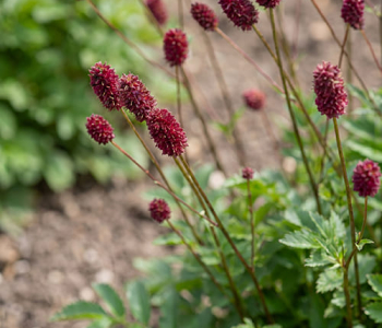 Кровохлебка тонколистная Purpurea