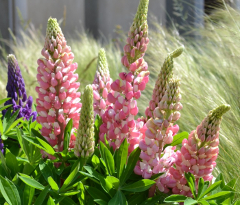 Люпин многолистный Gallery Pink