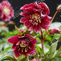 Морозник восточный Pretty Ellen Red