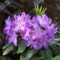 Рододендрон гибридный Purpureum Grandiflorum