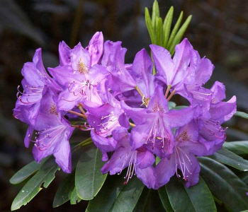 Рододендрон гибридный Purpureum Grandiflorum