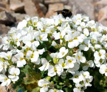 Арабис кавказский Little Treasure White