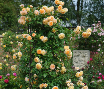 Роза английская Crown Princess Margareta