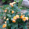 Роза миниатюрная Baby Romantica (Meilland)