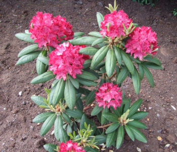 Рододендрон гибридный Royal Scarlet