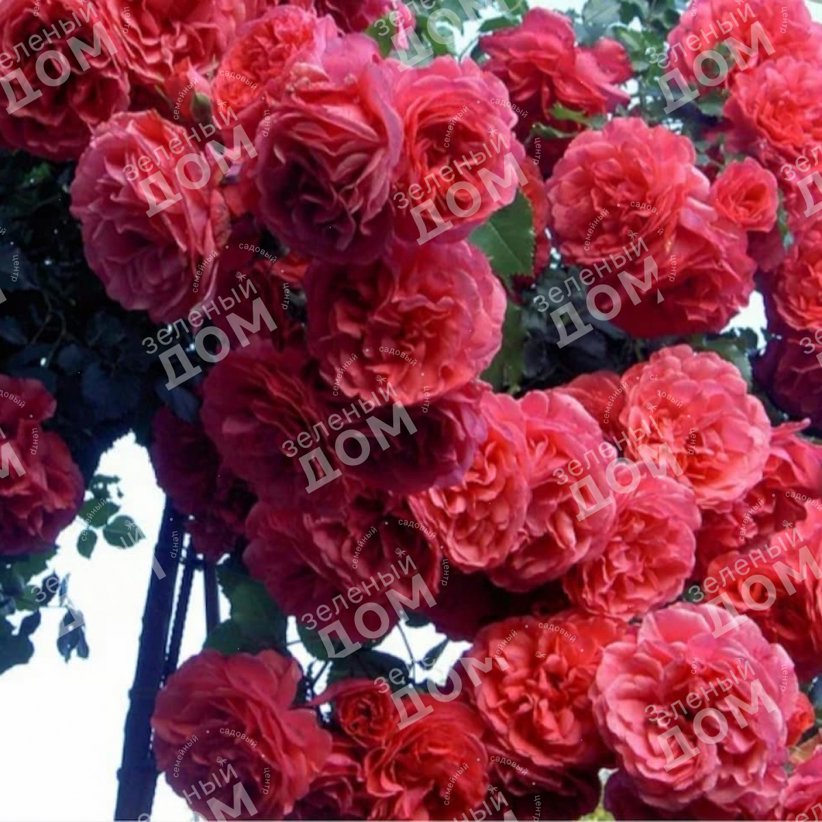 Роза плетистая Rosarium Uetersen (TANTAU)