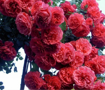 Роза плетистая Rosarium Uetersen (TANTAU)