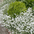 Ясколка войлочная Silberteppich