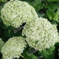 Гортензия древовидная BellaRagazza Limetta