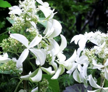 Гортензия метельчатая Great Star