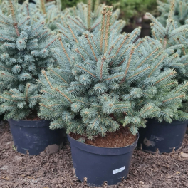 Ель колючая Super Blue Seedling