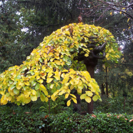 Вяз шершавый Pendula 