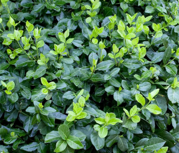 Бересклет Форчуна Horts Blaze