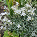 Ясколка войлочная Silberteppich