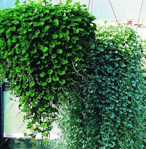 Саженцы дихондры