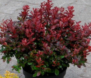 Барбарис Тунберга Atropurpurea Nana