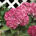 Гортензия древовидная BellaRagazza Mauvette