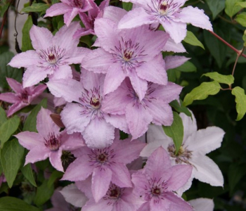 Клематис крупноцветковый Hagley hybrid
