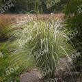 Мискантус китайский Variegatus