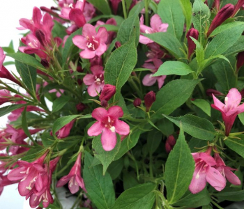 Вейгела Picobella Rosa