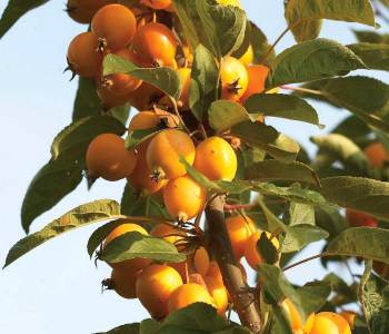 Яблоня Golden Hornet