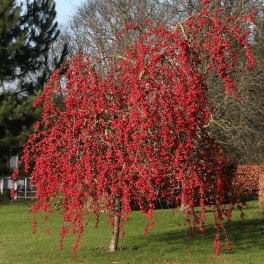 Яблоня Red Sentinel