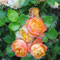 Роза миниатюрная Baby Romantica (Meilland)