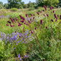 Кровохлебка тонколистная Purpurea