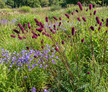 Кровохлебка тонколистная Purpurea
