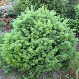 Пихта горная Green Globe
