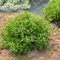 Пузыреплодник калинолистный Little Greeny