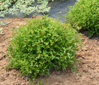 Пузыреплодник калинолистный Little Greeny