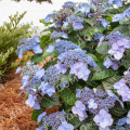 Гортензия крупнолистная Endless Summer Pop Star Blau