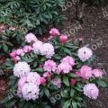 Рододендрон якушиманский Royal Rosy