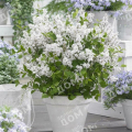 Сирень Мейера Flowerfest White