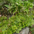 Камнеломка теневая Variegata