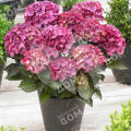 Гортензия крупнолистная Black Diamond