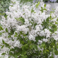 Сирень Мейера Flowerfest White