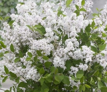 Сирень Мейера Flowerfest White