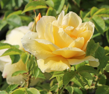 Роза морщинистая Gelbe Dagmar Hastrup