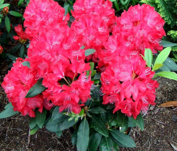 Рододендрон гибридный Royal Red