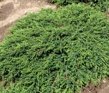 Можжевельник обыкновенный Green Carpet