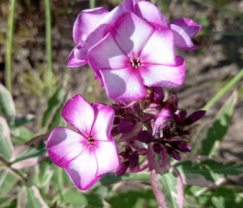 Флокс метельчатый Даша Азарова Витилиго