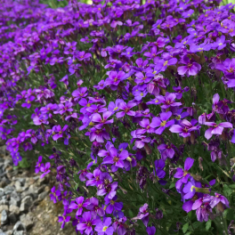 Обриета изящная Cascade Purple